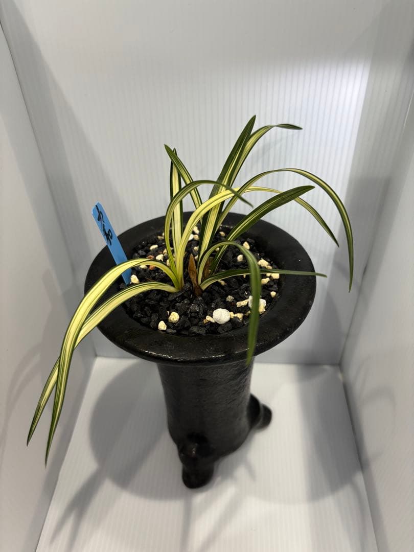 春蘭　韓国春蘭　力和