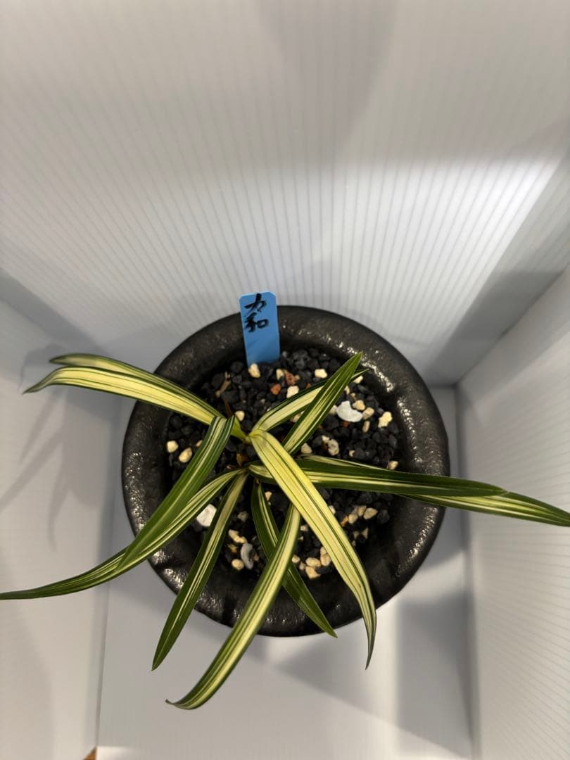 春蘭　韓国春蘭　力和