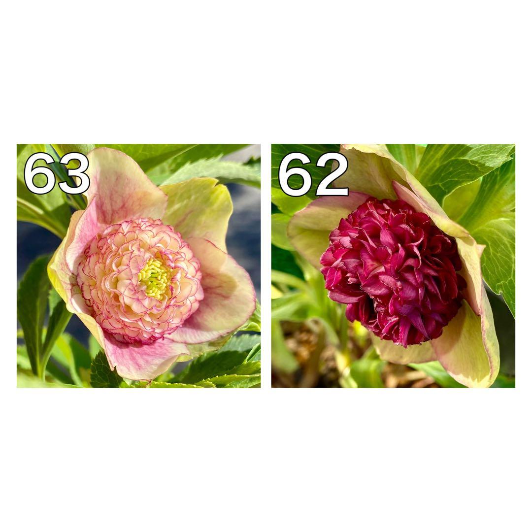 プレミアムプリマヴェーラモーリーメビウス×モーリーメビウス★クリスマスローズ苗