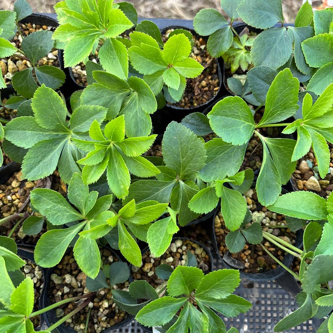 プレミアムプリマヴェーラモーリーメビウス×モーリーメビウス★クリスマスローズ苗