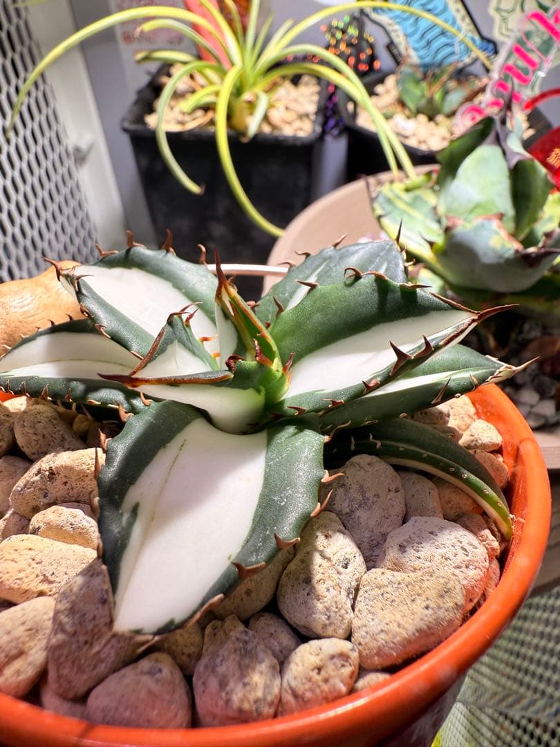 アガベ　fo-076 宝株　白中斑