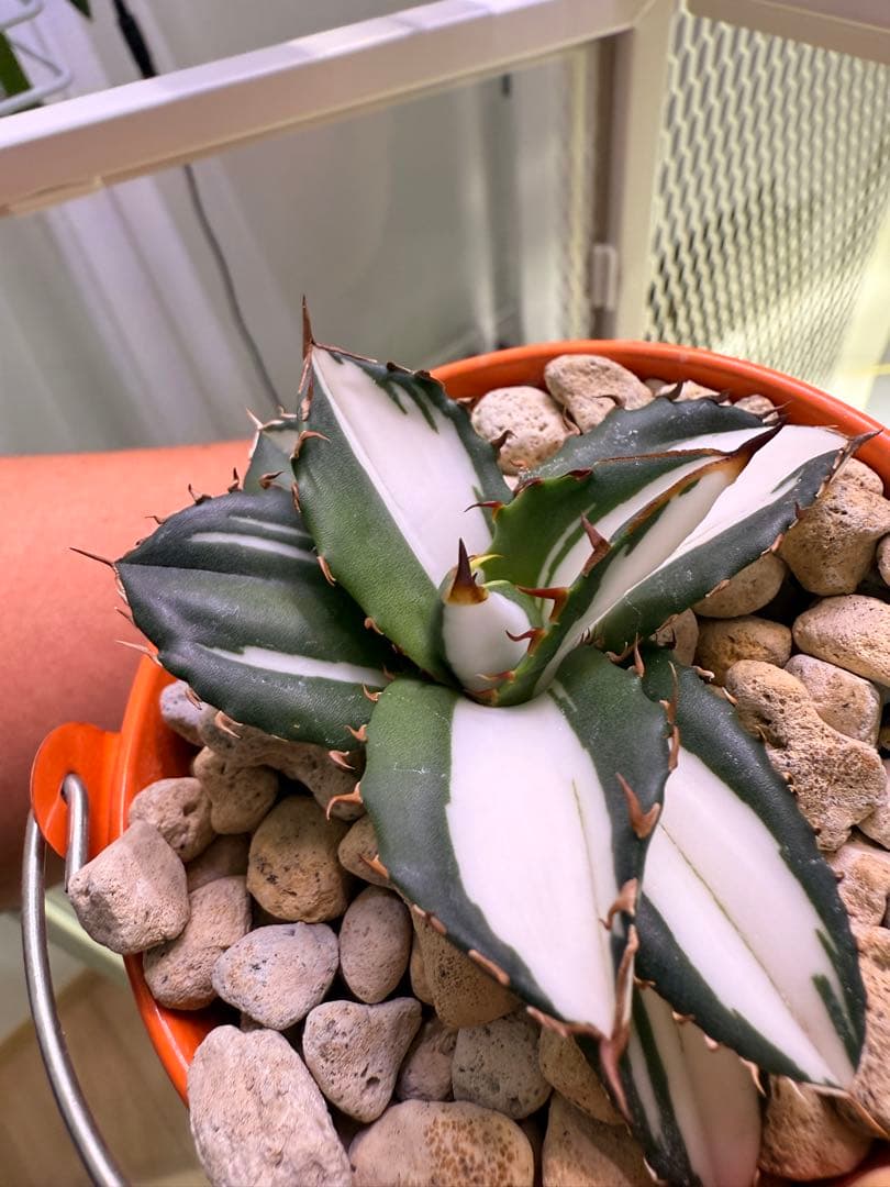 アガベ　fo-076 宝株　白中斑