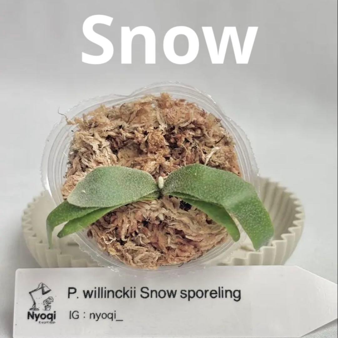 【メルカリ便】P. Willinckii (spore) 【48】