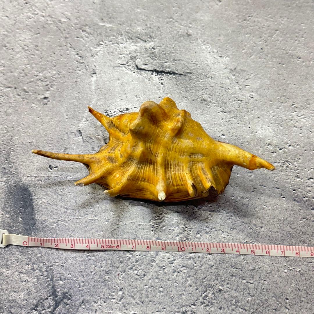 オウムガイ 珊瑚 他 貝殻コレクションセット 16点