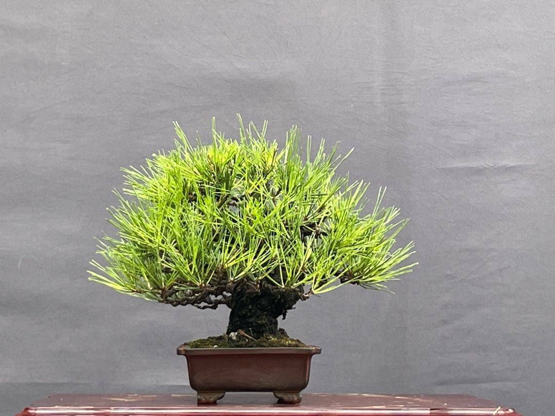 三河盆栽　黒松　盆栽