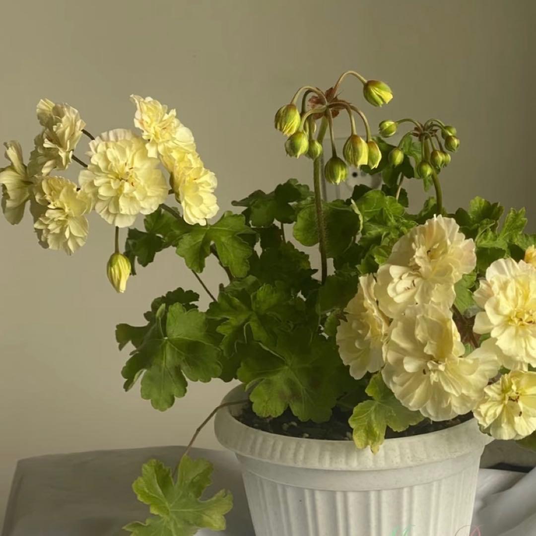 希少品種ゼラニウム　レア品種ゼラニウム　超珍しいゼラニウム　wrm001A