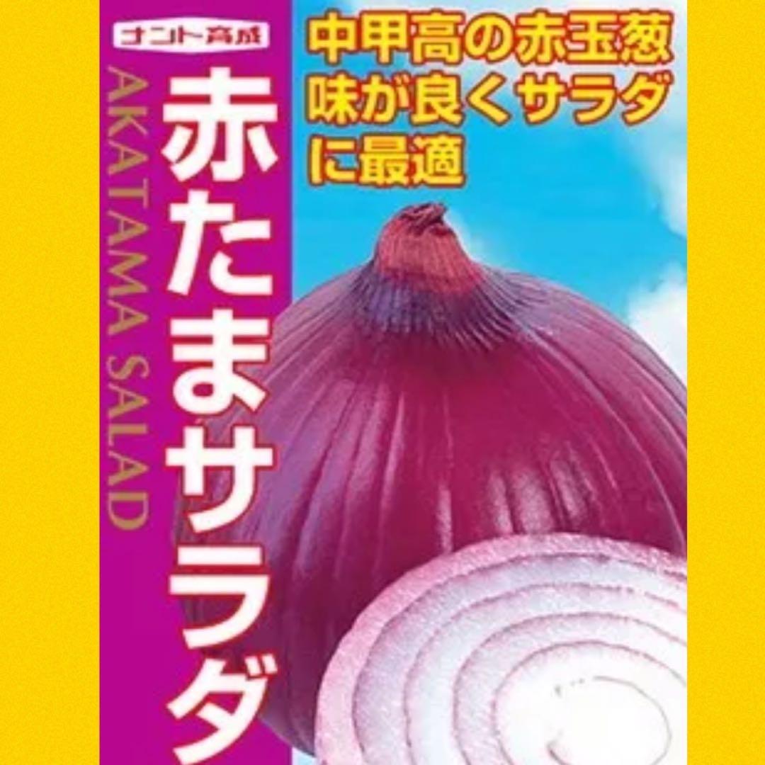 苗の専門店発送‼️赤玉サラダ1,000本‼️玉ねぎ苗