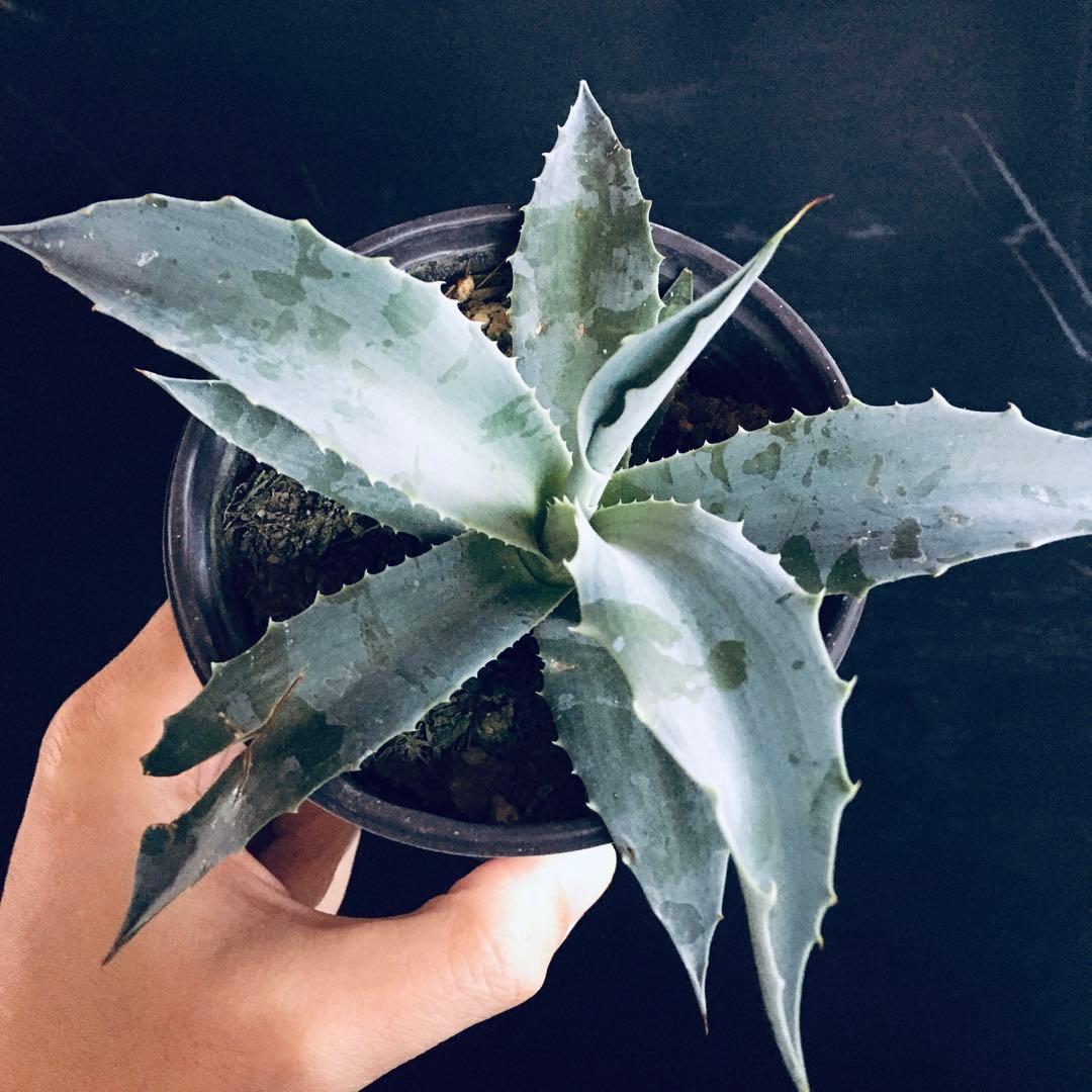 【稀少】アガベ オバティフォリア フロスティーブルー TC株