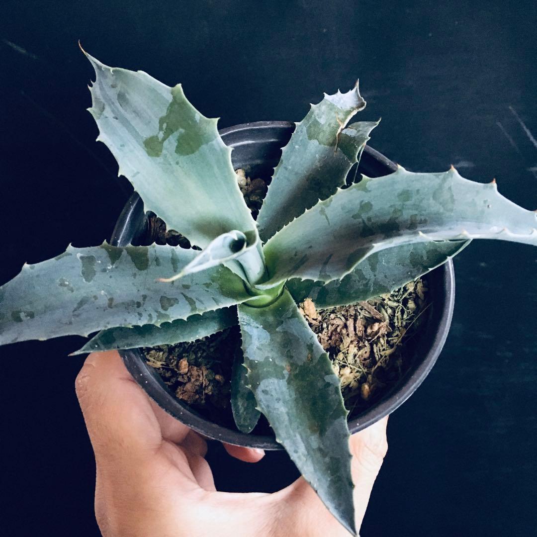 【稀少】アガベ オバティフォリア フロスティーブルー TC株