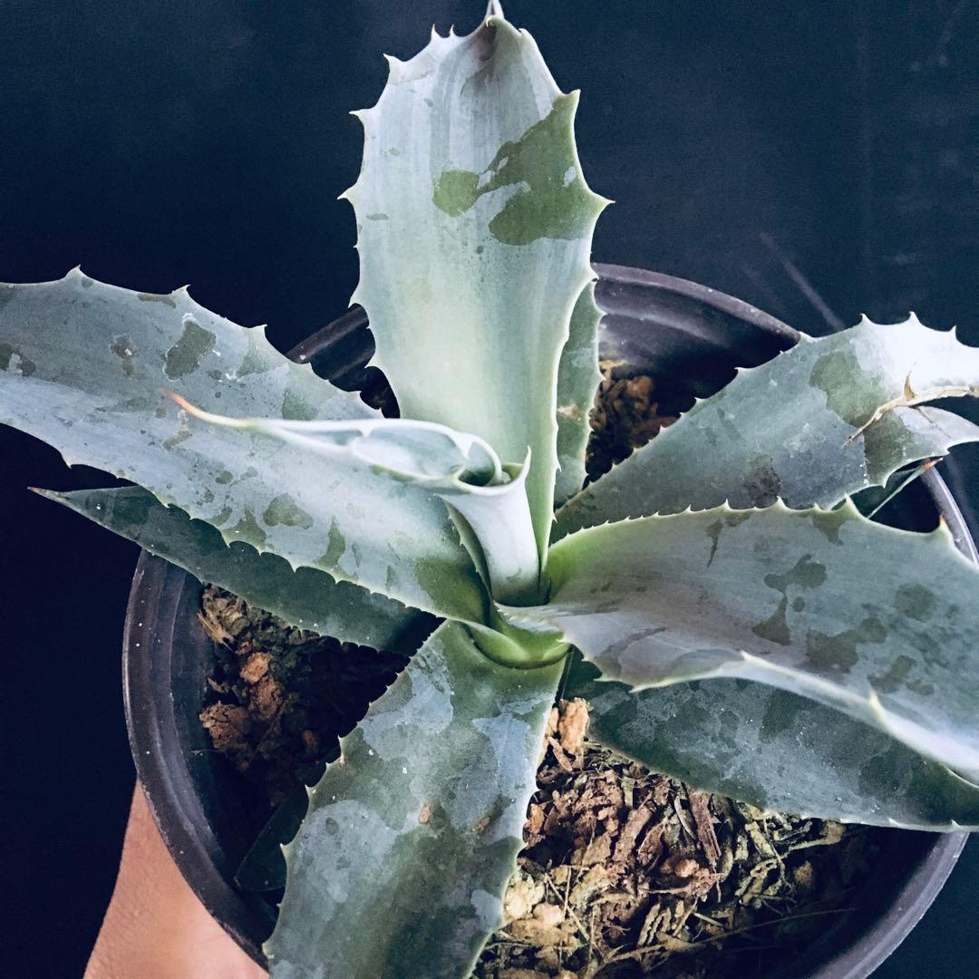 【稀少】アガベ オバティフォリア フロスティーブルー TC株