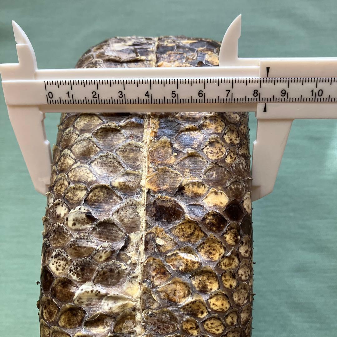 三線　チーガ　本張り（蛇皮1枚）中古品