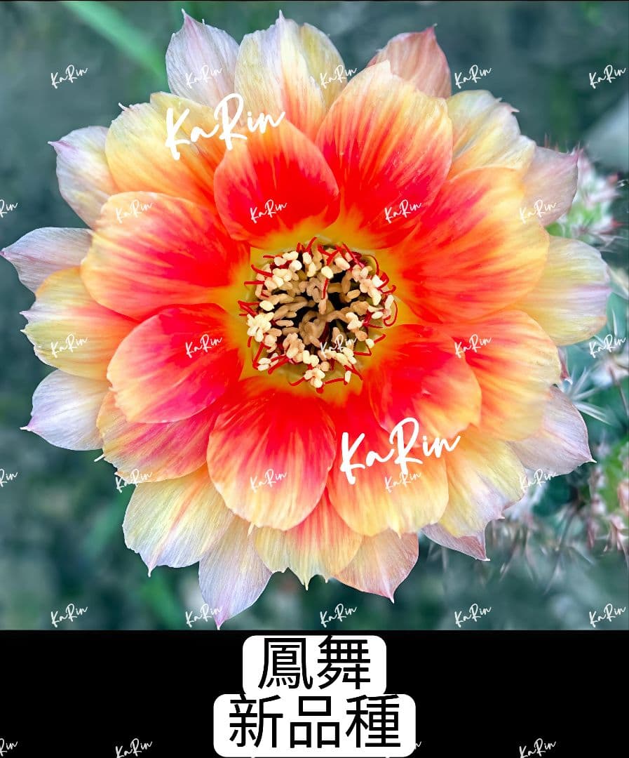 1-Genちゃん商品　花サボテン