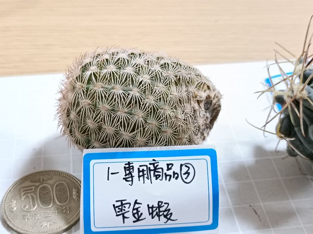 1-Genちゃん商品　花サボテン