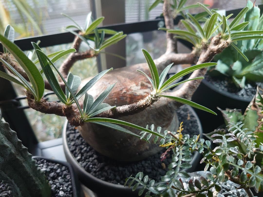 【塊根植物】パキポディウム グラキリス