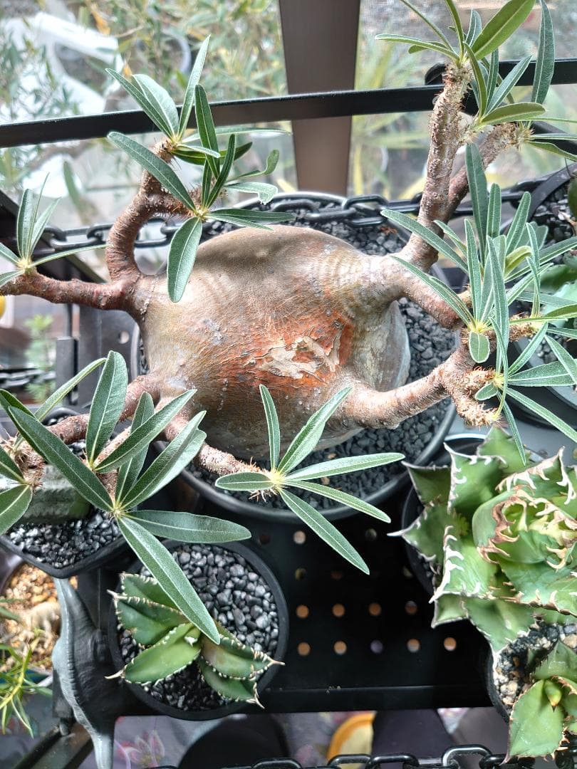 【塊根植物】パキポディウム グラキリス