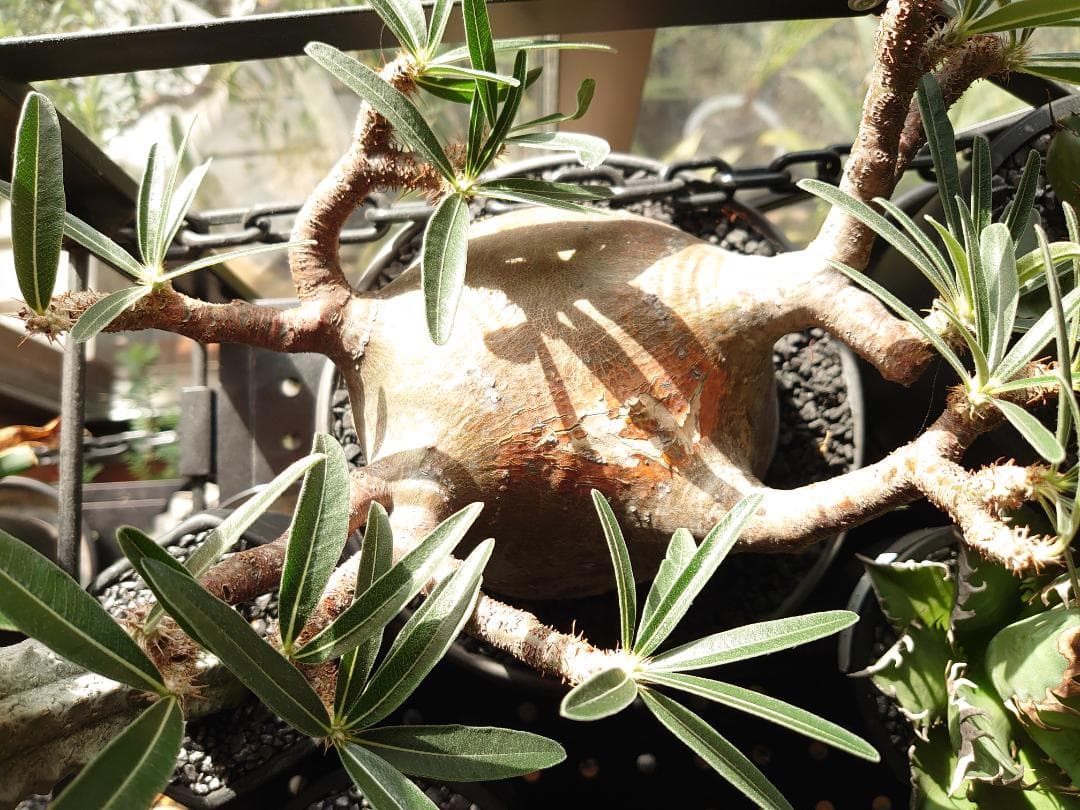 【塊根植物】パキポディウム グラキリス