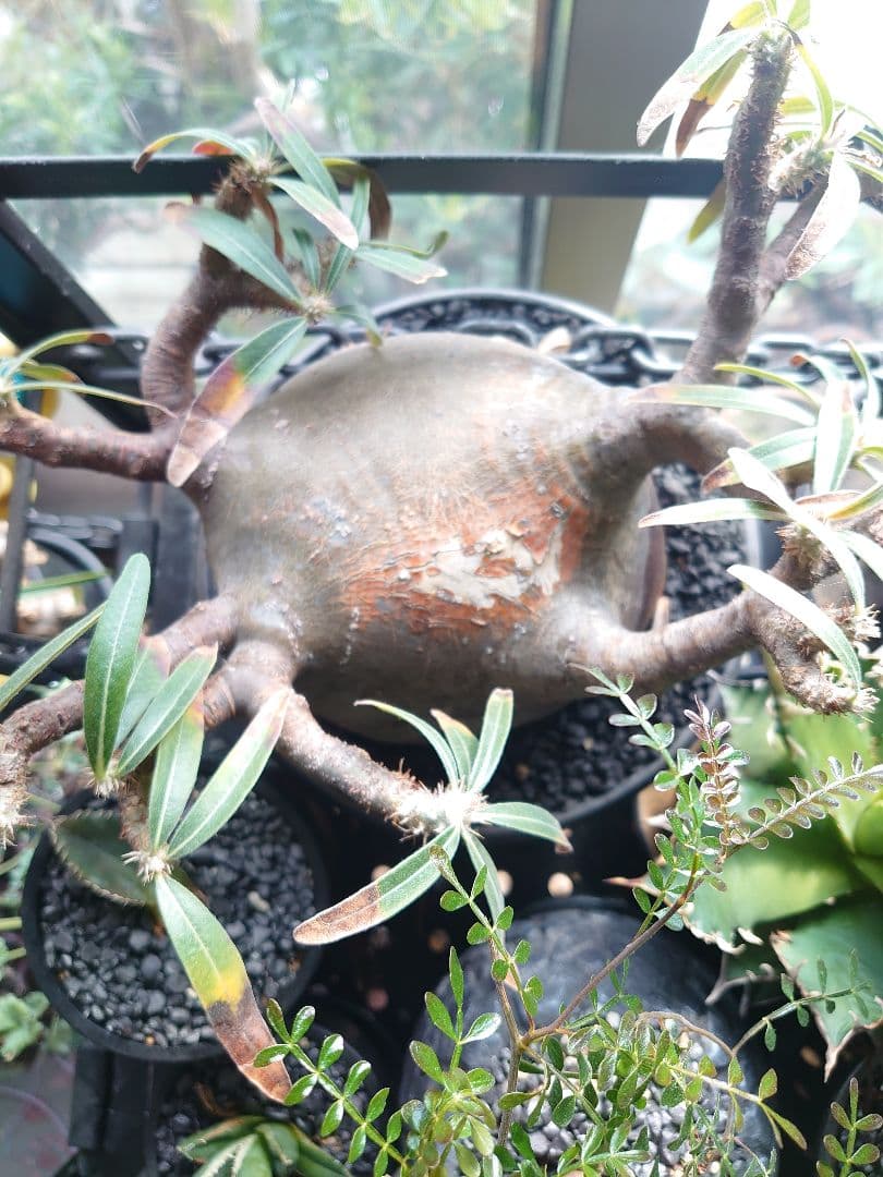 【塊根植物】パキポディウム グラキリス