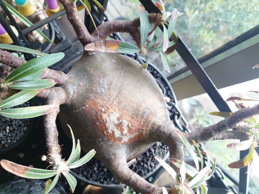 【塊根植物】パキポディウム グラキリス