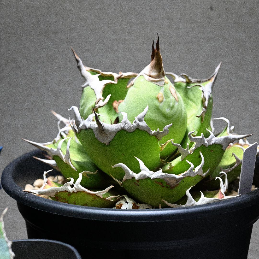 アガベ チタノタ シーザー 発根済 5号鉢 子株付き 強棘 美株