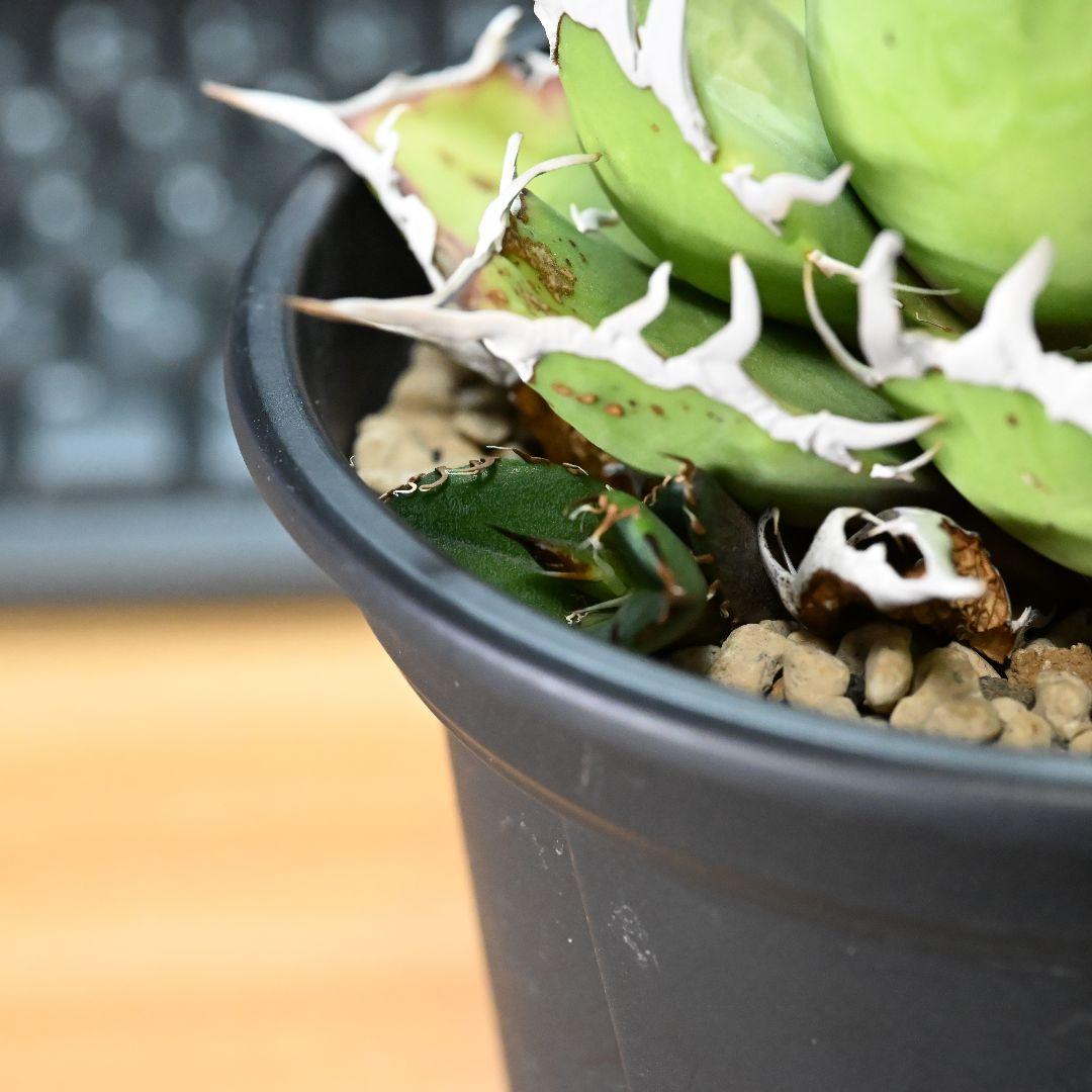 アガベ チタノタ シーザー 発根済 5号鉢 子株付き 強棘 美株