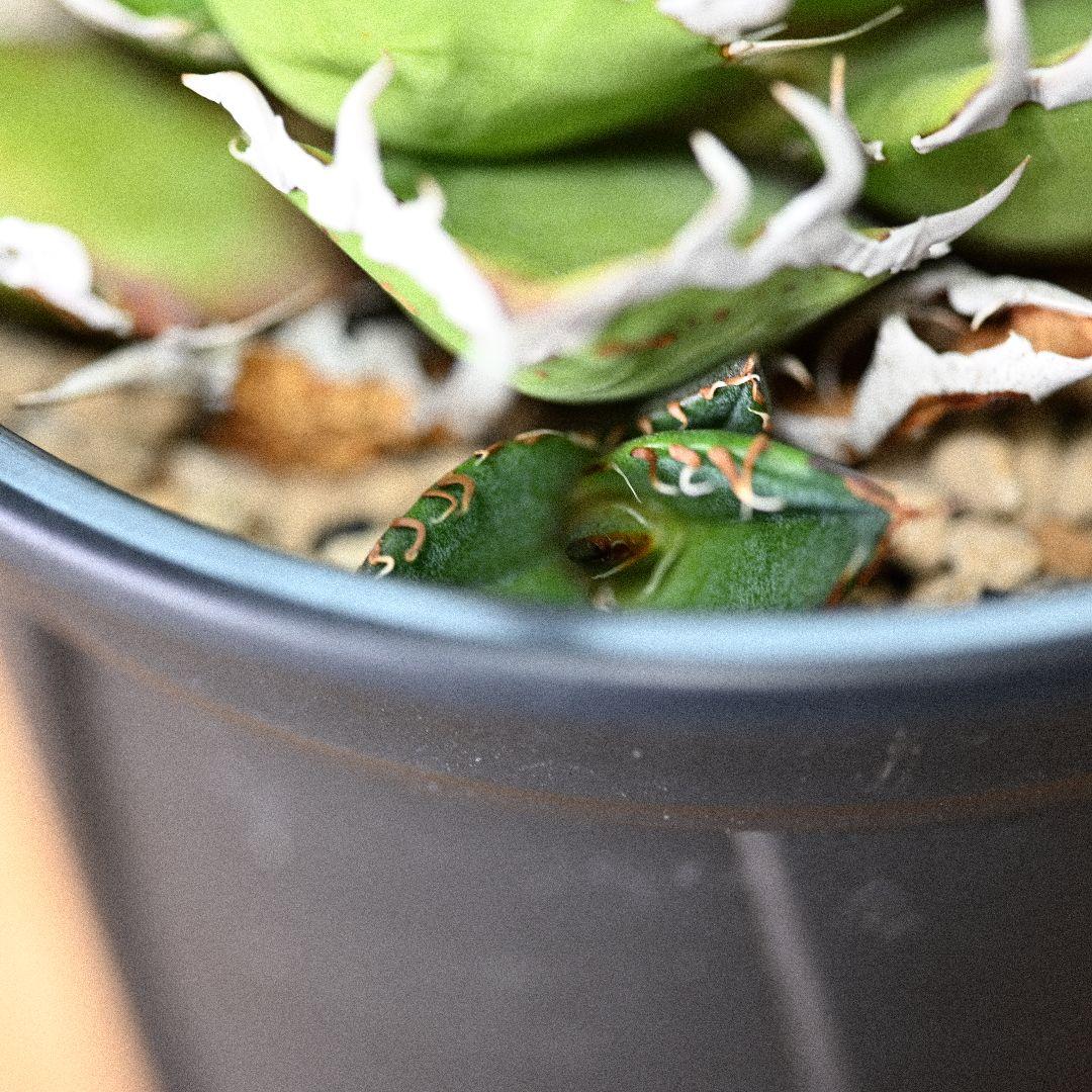 アガベ チタノタ シーザー 発根済 5号鉢 子株付き 強棘 美株