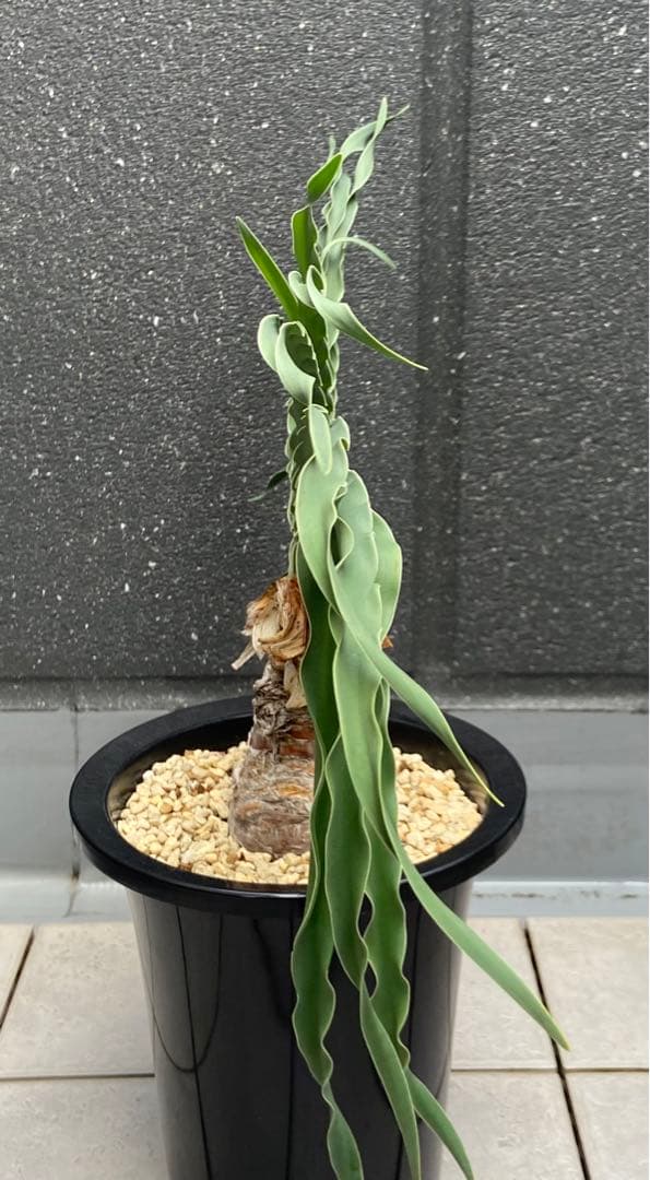 ブーファン　ディスティカ　（ディスティチャ）、鉢のまま発送