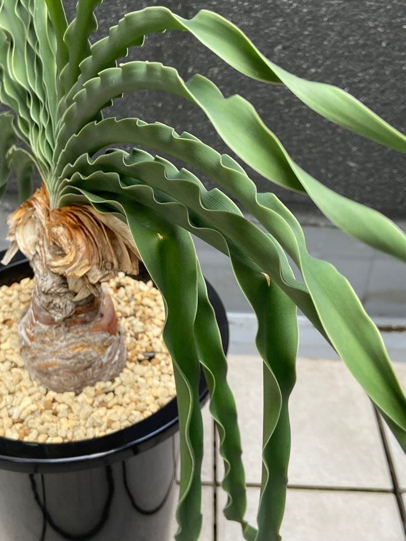 ブーファン　ディスティカ　（ディスティチャ）、鉢のまま発送