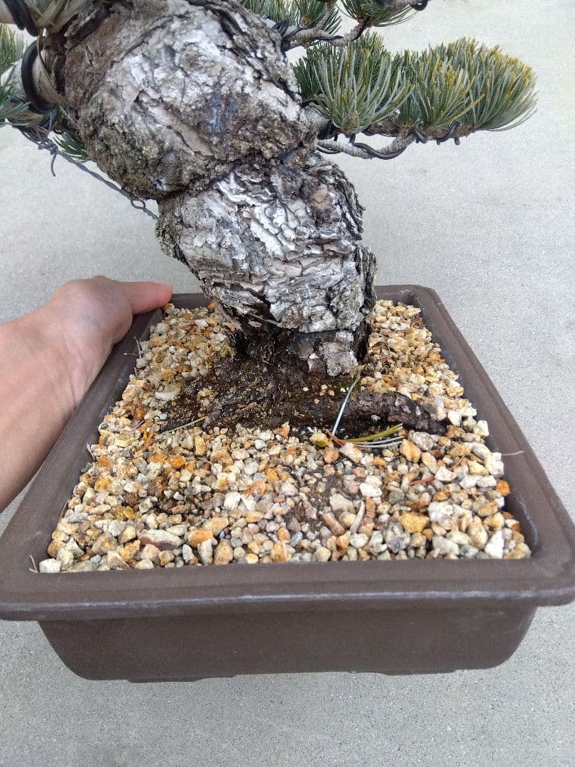 五葉松　盆栽　極太❗良樹形❗8号陶器鉢つき　ゆ