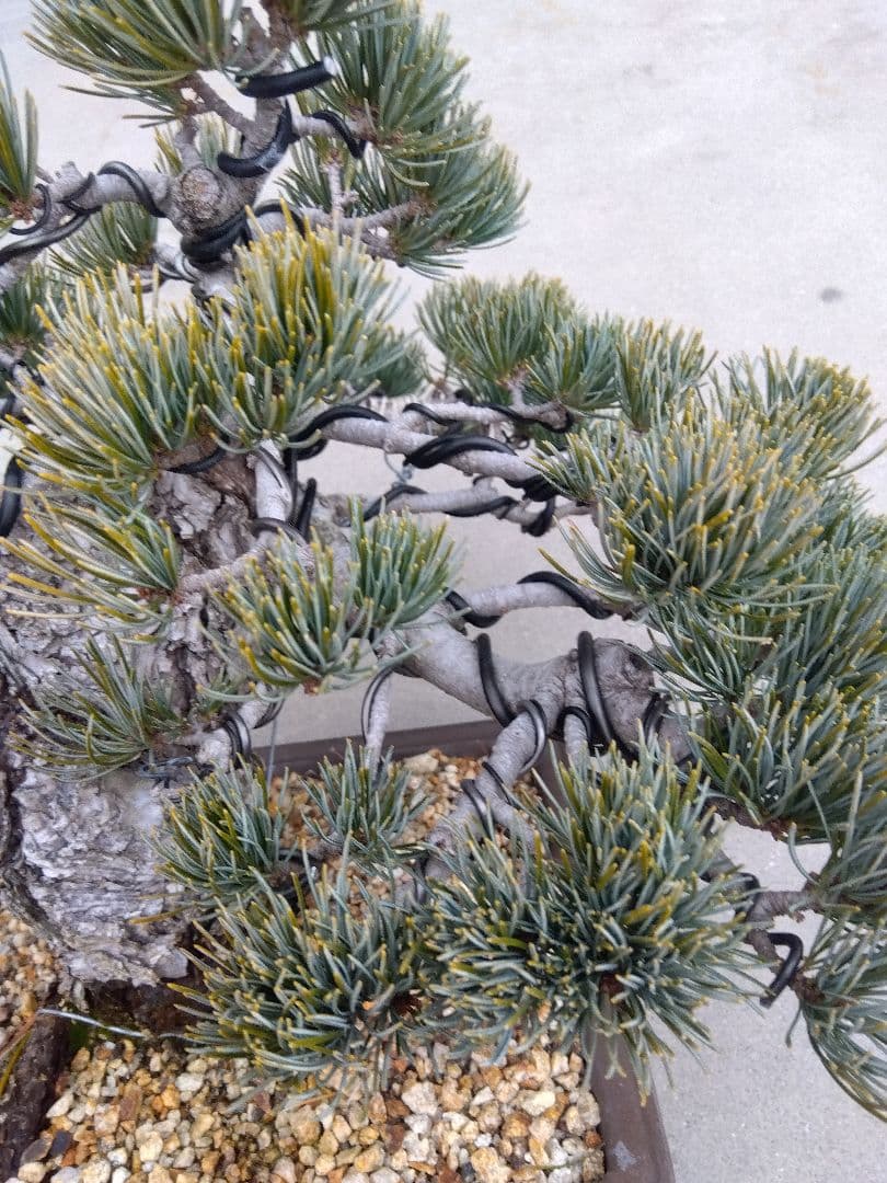 五葉松　盆栽　極太❗良樹形❗8号陶器鉢つき　ゆ