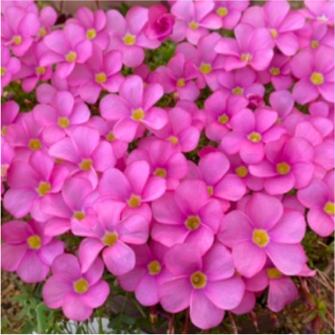 オキザリス　桃の輝き