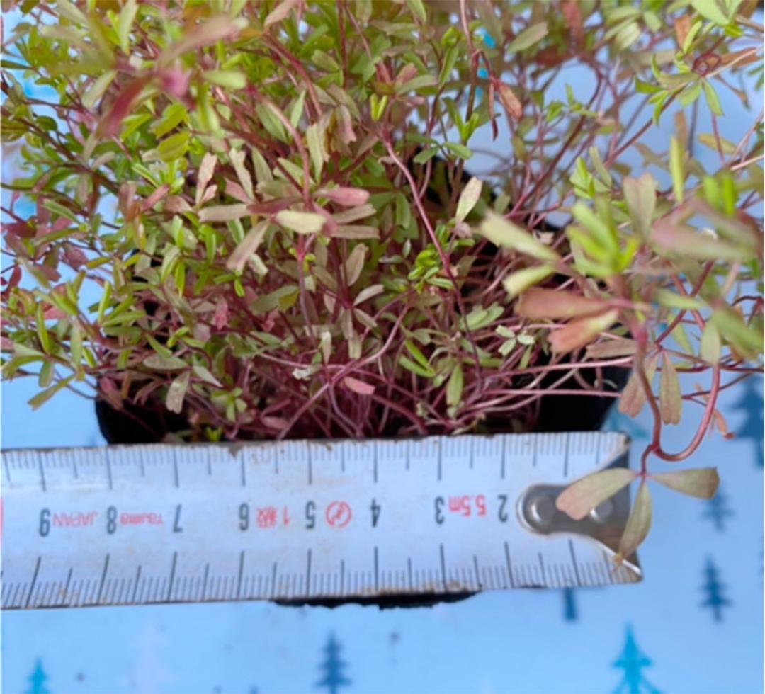 オキザリス　桃の輝き