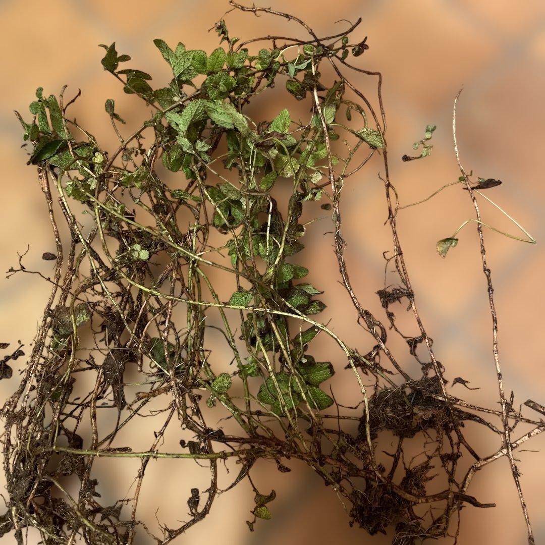 おささん様ご確認用