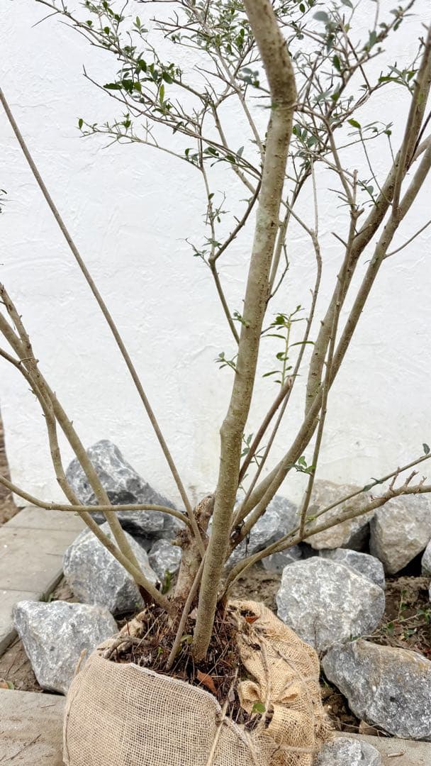 超逸品。山採りツゲ(柘植)株立ち2.6M(鉢底から)