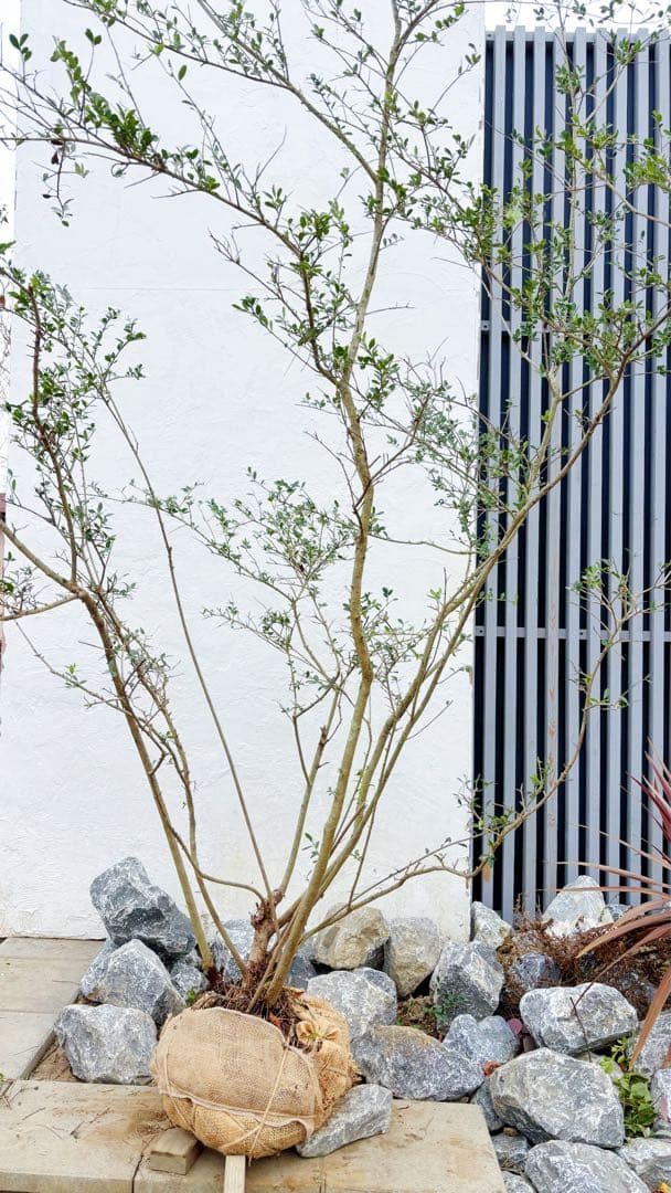 超逸品。山採りツゲ(柘植)株立ち2.6M(鉢底から)