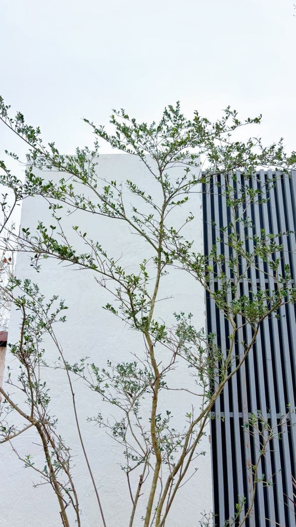 超逸品。山採りツゲ(柘植)株立ち2.6M(鉢底から)