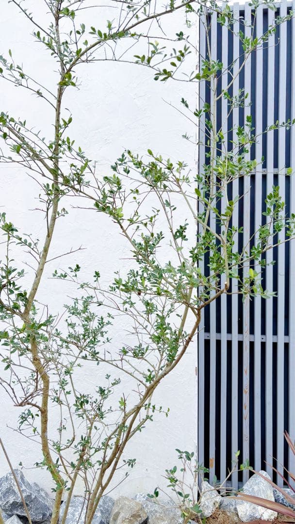 超逸品。山採りツゲ(柘植)株立ち2.6M(鉢底から)