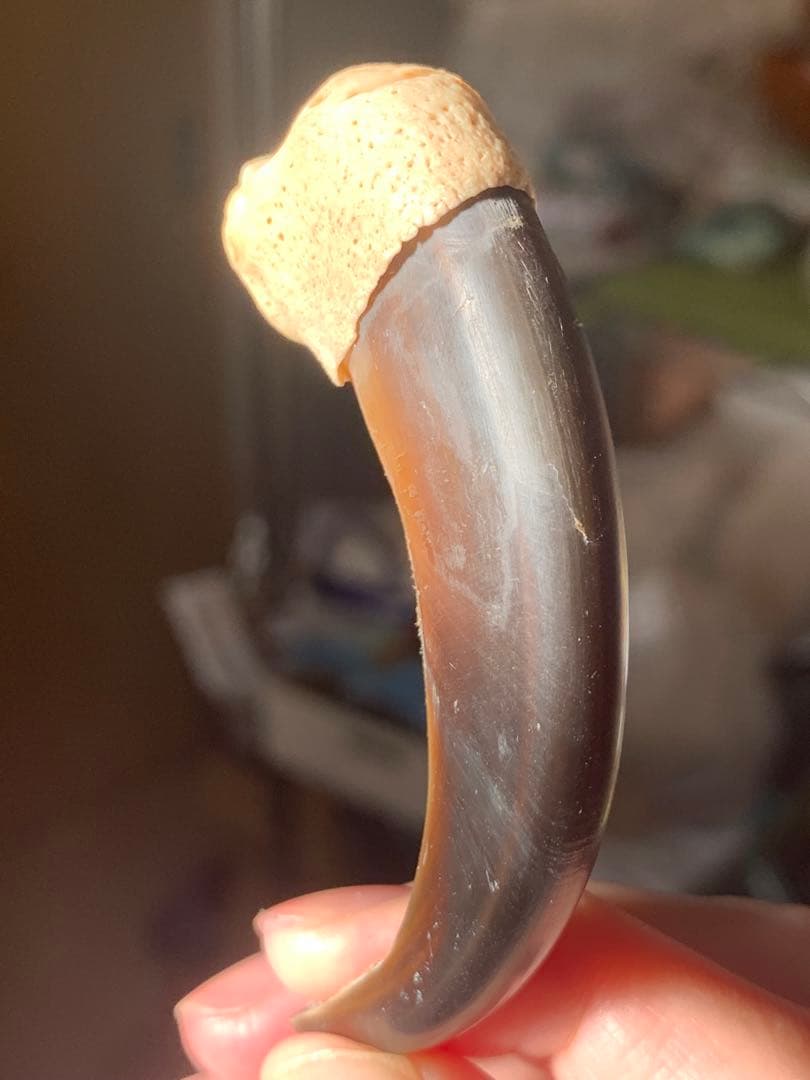 巨大　ヒグマの爪　北海道　アイヌ　根付　骨格標本　お守り　魔除け　開運　金運