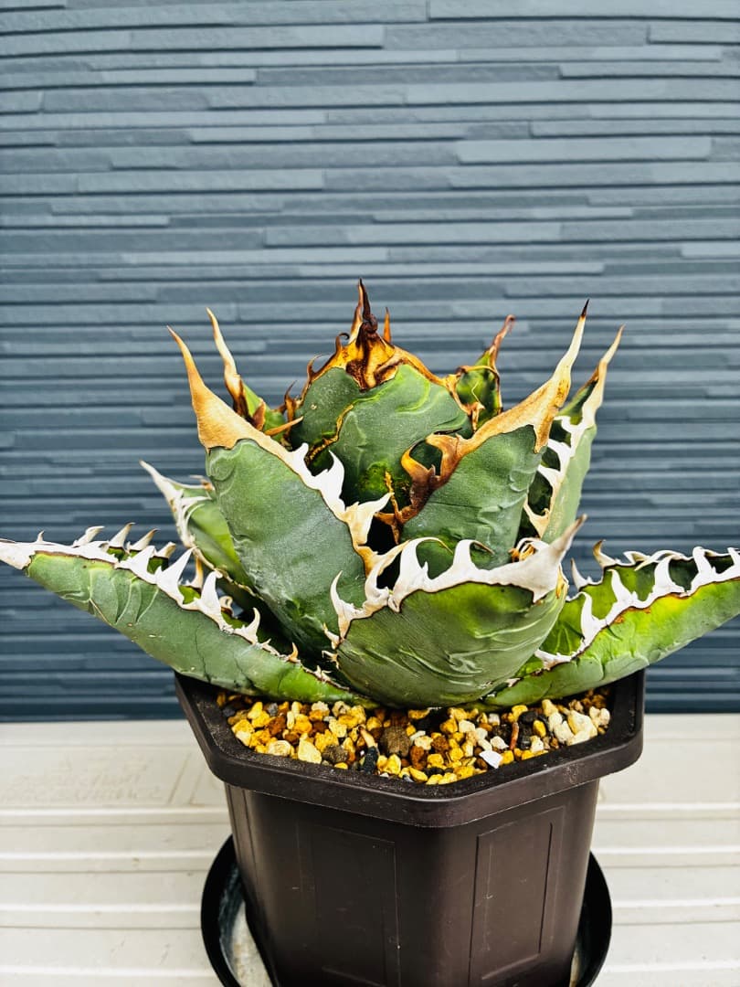 AGAVE A.TITANOTA EU GODZILLA 胴切りの天