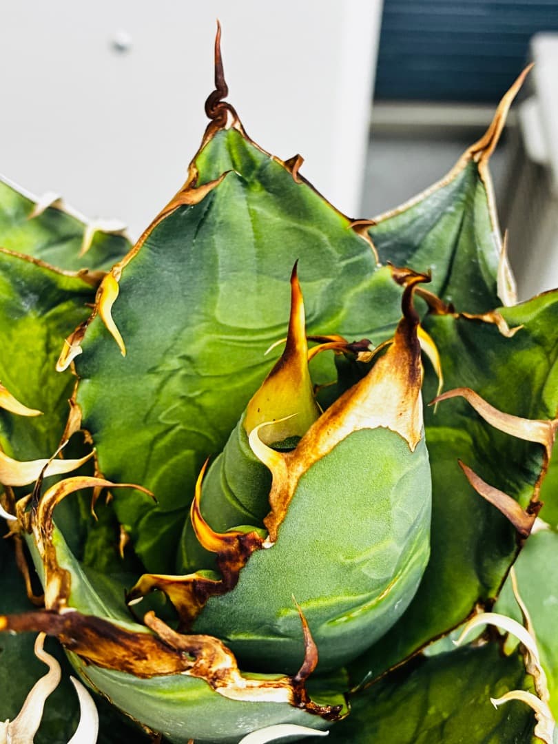 AGAVE A.TITANOTA EU GODZILLA 胴切りの天