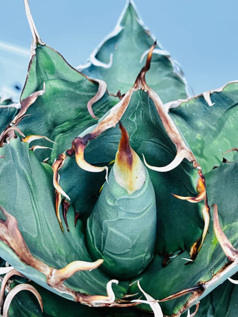 AGAVE A.TITANOTA EU GODZILLA 胴切りの天