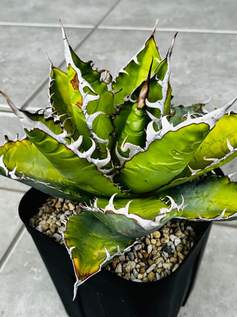 AGAVE A.TITANOTA EU GODZILLA 胴切りの天