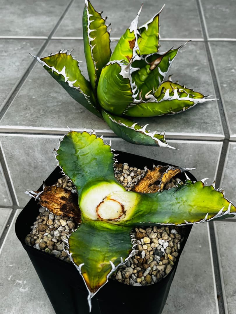 AGAVE A.TITANOTA EU GODZILLA 胴切りの天