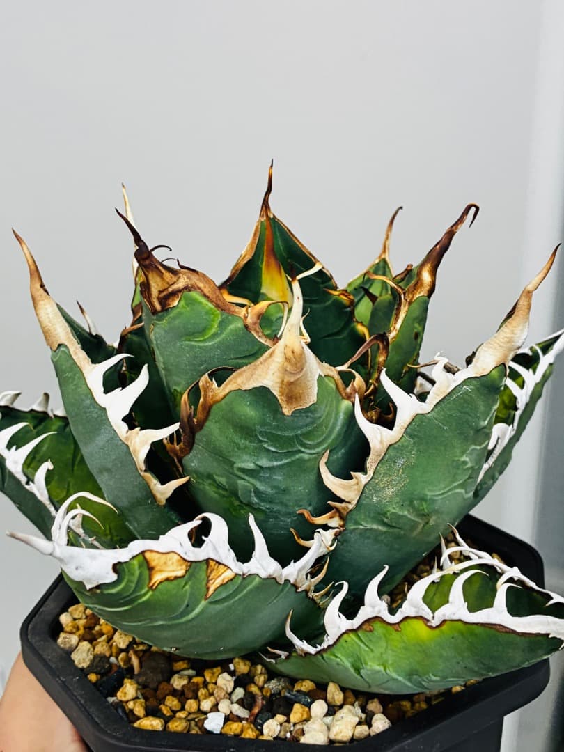 AGAVE A.TITANOTA EU GODZILLA 胴切りの天