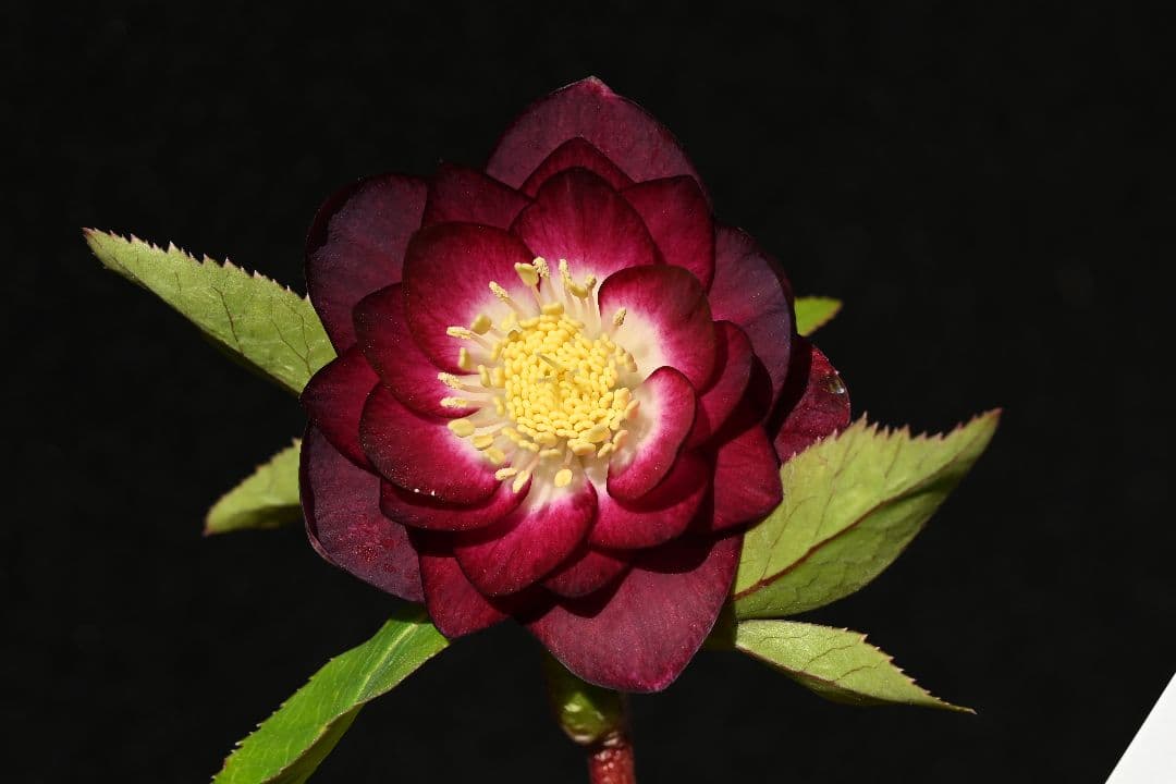 クリスマスローズ　認定紅白の輝き　最新花　加藤農園