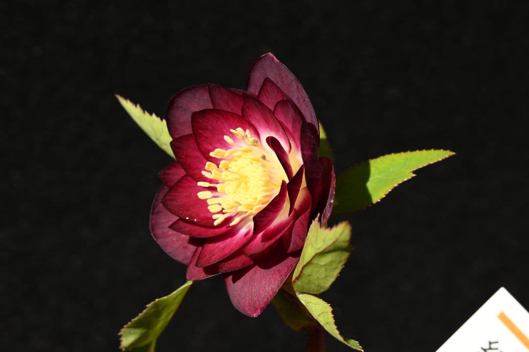 クリスマスローズ　認定紅白の輝き　最新花　加藤農園