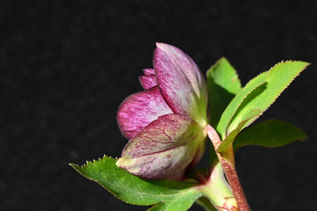 クリスマスローズ　認定紅白の輝き　最新花　加藤農園