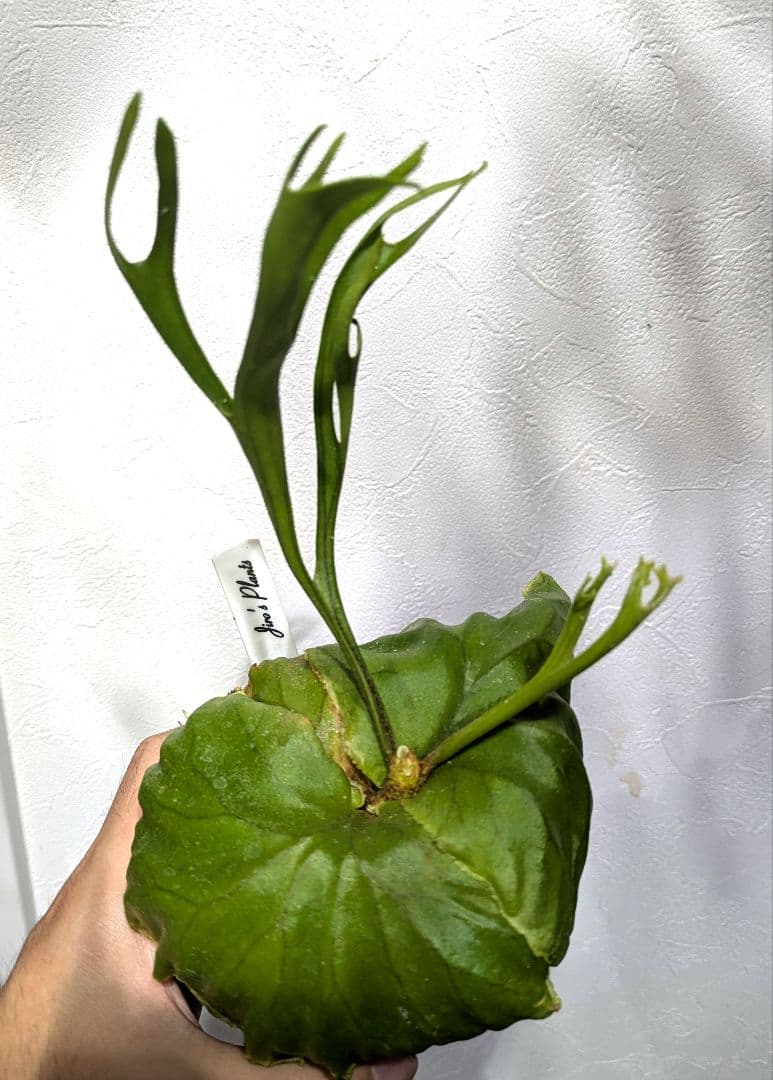 ビカクシダ☆リドレイ ナノ☆P. ridleyi 'Nano'☆胞子培養