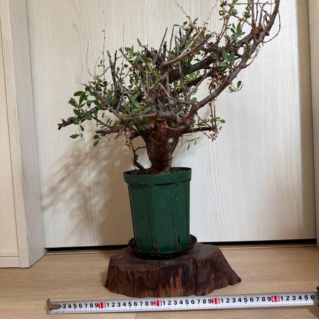 現地株 コミフォラ・ピンネイトリーブス？