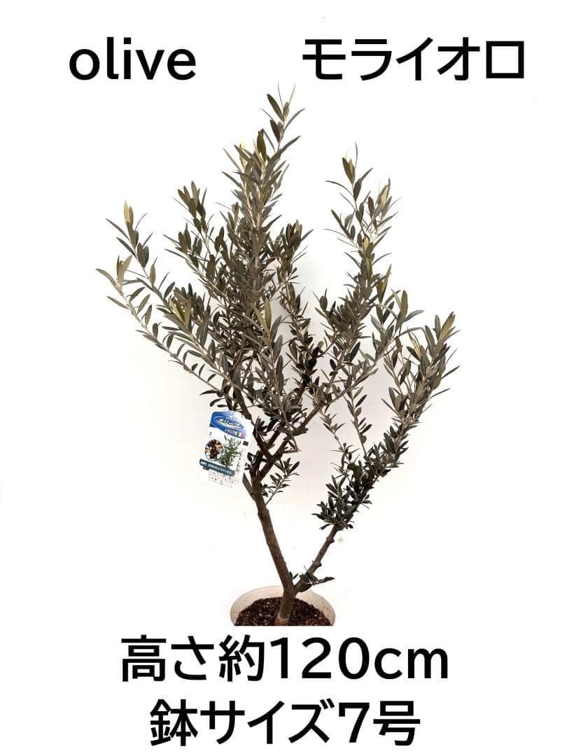オリーブの木　モライオロ　7号　約120cm　K-315　現品掲載