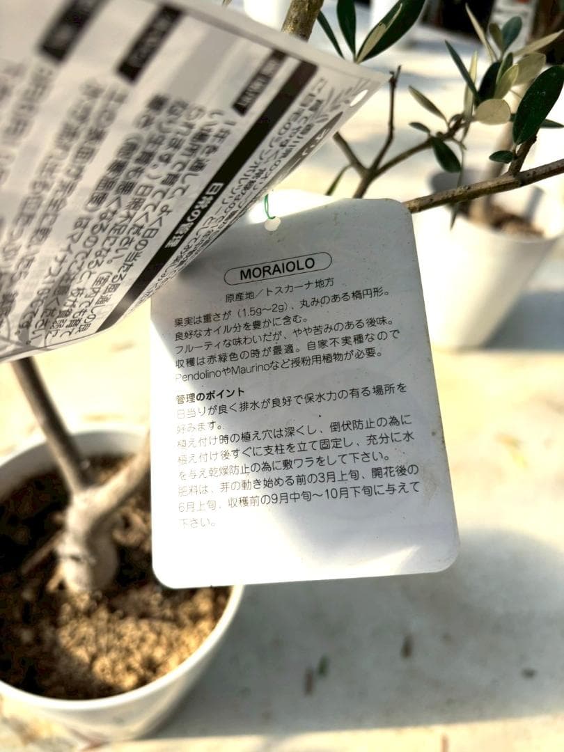 オリーブの木　モライオロ　7号　約120cm　K-315　現品掲載